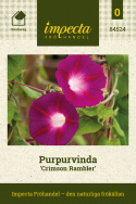 Aitoelämänlanka 'Crimson Rambler', Voimakkaat violetinsävyiset kukat, joissa on valkoinen tähtikuvio.