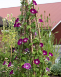 Aitoelämänlanka 'Crimson Rambler', Voimakkaat violetinsävyiset kukat, joissa on valkoinen tähtikuvio.