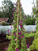 Aitoelämänlanka 'Crimson Rambler', Voimakkaat violetinsävyiset kukat, joissa on valkoinen tähtikuvio.