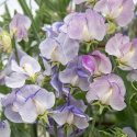 Tuoksuherne 'Spencer Blue Ripple', Valkoisen sävyiset kukat, joissa on hienoja raitoja tummasta indigosta taivaansiniseen.