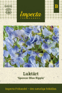 Tuoksuherne 'Spencer Blue Ripple', Valkoisen sävyiset kukat, joissa on hienoja raitoja tummasta indigosta taivaansiniseen.