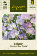 Tuoksuherne 'Spencer Blue Ripple', Valkoisen sävyiset kukat, joissa on hienoja raitoja tummasta indigosta taivaansiniseen.