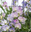 Tuoksuherne 'Spencer Blue Ripple', Valkoisen sävyiset kukat, joissa on hienoja raitoja tummasta indigosta taivaansiniseen.