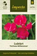 Tuoksuherne 'Perfume Millennium', Suuret, vadelmanpunaiset kukat aaltoilevalla purjeella.