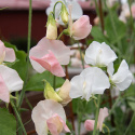 Tuoksuherne 'Spring Sunshine Champagne', Kukkii valkoisin tai shampanjan vaaleanpunaisin purjein.