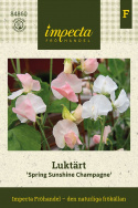 Tuoksuherne 'Spring Sunshine Champagne', Kukkii valkoisin tai shampanjan vaaleanpunaisin purjein.