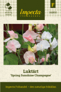 Tuoksuherne 'Spring Sunshine Champagne', Kukkii valkoisin tai shampanjan vaaleanpunaisin purjein.