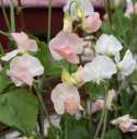Tuoksuherne 'Spring Sunshine Champagne', Kukkii valkoisin tai shampanjan vaaleanpunaisin purjein.