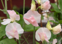 Tuoksuherne 'Spring Sunshine Champagne', Kukkii valkoisin tai shampanjan vaaleanpunaisin purjein.