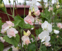 Tuoksuherne 'Spring Sunshine Champagne', Kukkii valkoisin tai shampanjan vaaleanpunaisin purjein.