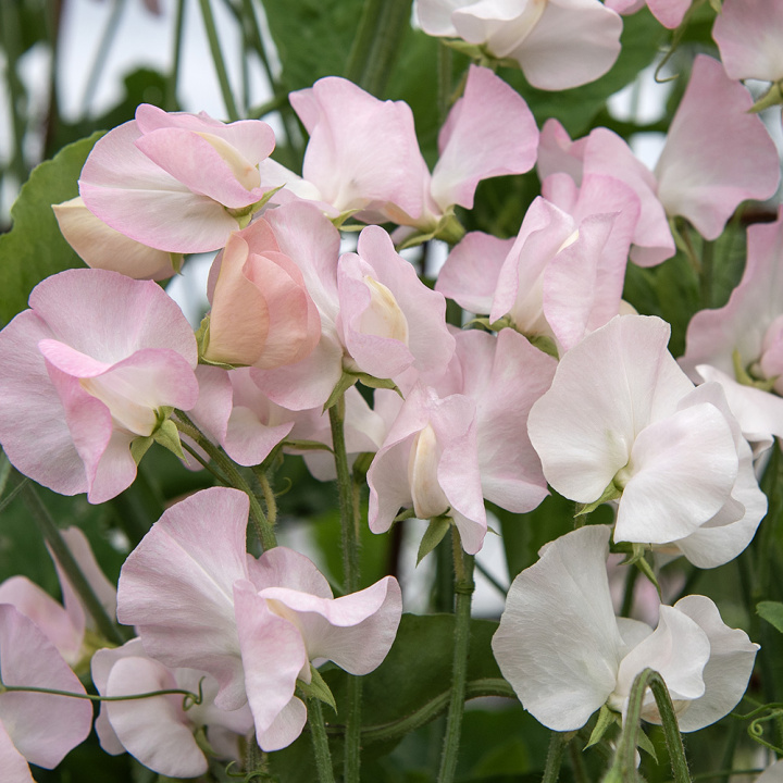 Tuoksuherne 'Spring Sunshine Blush', Valkoisen sävyiset kukat, joissa on hienoja raitoja tummasta indigosta taivaansiniseen.