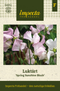 Tuoksuherne 'Spring Sunshine Blush', Valkoisen sävyiset kukat, joissa on hienoja raitoja tummasta indigosta taivaansiniseen.