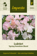 Tuoksuherne 'Spring Sunshine Blush', Valkoisen sävyiset kukat, joissa on hienoja raitoja tummasta indigosta taivaansiniseen.