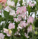 Tuoksuherne 'Spring Sunshine Blush', Valkoisen sävyiset kukat, joissa on hienoja raitoja tummasta indigosta taivaansiniseen.