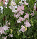 Tuoksuherne 'Spring Sunshine Blush', Valkoisen sävyiset kukat, joissa on hienoja raitoja tummasta indigosta taivaansiniseen.