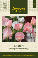 Tuoksuherne 'Spring Sunshine Nancy', Suloiset valkoiset tai pehmeän lohenpunaiset kukat, joissa myös omenankukan vaaleanpunaisia sävyjä.