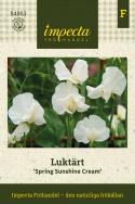 Tuoksuherne 'Spring Sunshine Cream', Tyylikkäät, kermanvalkoiset kukat.