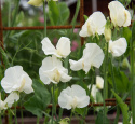 Tuoksuherne 'Spring Sunshine Cream', Tyylikkäät, kermanvalkoiset kukat.