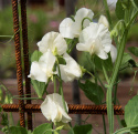 Tuoksuherne 'Spring Sunshine Cream', Tyylikkäät, kermanvalkoiset kukat.