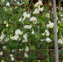 Tuoksuherne 'Spring Sunshine Cream', Tyylikkäät, kermanvalkoiset kukat.