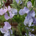 Tuoksuherne 'Spring Sunshine Light Blue', Viileän jääsiniset ja vaalean laventelinpunaiset kukat.