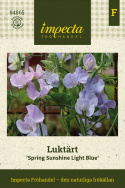 Tuoksuherne 'Spring Sunshine Light Blue', Viileän jääsiniset ja vaalean laventelinpunaiset kukat.