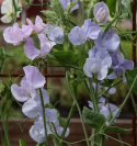 Tuoksuherne 'Spring Sunshine Light Blue', Viileän jääsiniset ja vaalean laventelinpunaiset kukat.