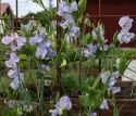 Tuoksuherne 'Spring Sunshine Light Blue', Viileän jääsiniset ja vaalean laventelinpunaiset kukat.