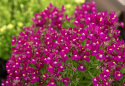 Sirokannusruoho 'Fantasista Rose', Leijonankidanomaiset pienet kukinnot ruusunpunaisena valkoisella kurkulla.