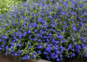 Sinilobelia F1 'Masterpiece Blue with Eye', Erittäin tiiviit, yhtenäiset tupsut, joissa on runsaasti syvänsinisiä kukkia, joissa on valkoinen silmä
