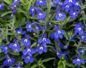 Sinilobelia F1 'Masterpiece Blue with Eye', Erittäin tiiviit, yhtenäiset tupsut, joissa on runsaasti syvänsinisiä kukkia, joissa on valkoinen silmä