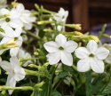 Koristetupakka F1 'Saratoga White', Perinteinen, matala koristetupakka. Tuoksuvia puhtaanvalkoisia kukkia.