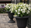 Koristetupakka F1 'Saratoga White', Perinteinen, matala koristetupakka. Tuoksuvia puhtaanvalkoisia kukkia.