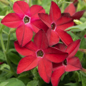 Koristetupakka F1 'Saratoga Red', Perinteinen, matala koristetupakka. Tuoksuvia kirkkaanpunaisia kukkia.