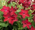 Koristetupakka F1 'Saratoga Red', Perinteinen, matala koristetupakka. Tuoksuvia kirkkaanpunaisia kukkia.