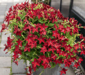 Koristetupakka F1 'Saratoga Red', Perinteinen, matala koristetupakka. Tuoksuvia kirkkaanpunaisia kukkia.