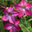 Koristetupakka F1 'Saratoga Purple Bicolor', Perinteinen, matala koristetupakka. Tuoksuvia purppuranpunaisia kukkia valkoisella tähtikuviolla.