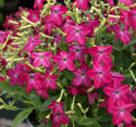 Koristetupakka F1 'Saratoga Purple Bicolor', Perinteinen, matala koristetupakka. Tuoksuvia purppuranpunaisia kukkia valkoisella tähtikuviolla.