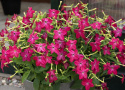 Koristetupakka F1 'Saratoga Purple Bicolor', Perinteinen, matala koristetupakka. Tuoksuvia purppuranpunaisia kukkia valkoisella tähtikuviolla.