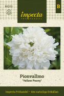 Pioniunikko 'Yellow Peony', Pionimaisesti kukkiva unikko, jossa on suuret, kaksinkertaiset, täysin valkoiset kukat.