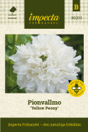 Pioniunikko 'Yellow Peony', Pionimaisesti kukkiva unikko, jossa on suuret, kaksinkertaiset, täysin valkoiset kukat.