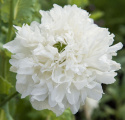 Pioniunikko 'Yellow Peony', Pionimaisesti kukkiva unikko, jossa on suuret, kaksinkertaiset, täysin valkoiset kukat.