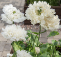 Pioniunikko 'Yellow Peony', Pionimaisesti kukkiva unikko, jossa on suuret, kaksinkertaiset, täysin valkoiset kukat.
