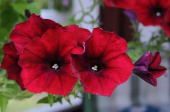 Riippapetunia F1 'Easy Wave Red Velour'