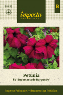 Tarhapetunia F1 'Supercascade Burgundy', Suuret kukat syvän viininpunaisina, tummemmilla suonilla.