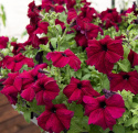Tarhapetunia F1 'Supercascade Burgundy', Suuret kukat syvän viininpunaisina, tummemmilla suonilla.