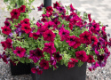 Tarhapetunia F1 'Supercascade Burgundy', Suuret kukat syvän viininpunaisina, tummemmilla suonilla.