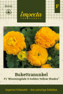 Jaloleinikki F1 'Bloomingdale II Golden Yellow Shades', Varhain keväällä kukkiva, lämpimän oranssinkeltaiset kukat tukevassa varressa.