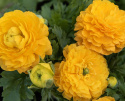 Jaloleinikki F1 'Bloomingdale II Golden Yellow Shades', Varhain keväällä kukkiva, lämpimän oranssinkeltaiset kukat tukevassa varressa.