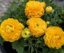 Jaloleinikki F1 'Bloomingdale II Golden Yellow Shades', Varhain keväällä kukkiva, lämpimän oranssinkeltaiset kukat tukevassa varressa.